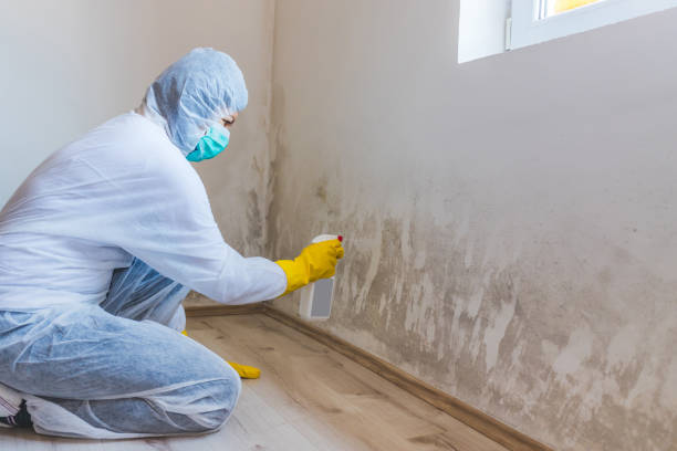 Licensed Mold Remediation service in Denton, TX - WQB Mold Removal